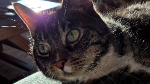 Lost Pet: Luke