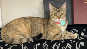 Lost Pet: Baby