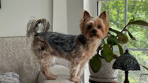 Lost Pet: Lily G