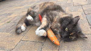 Lost Pet: Baja Blast