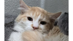 Lost Pet: Tabitha Arabella Marcelina