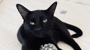 Lost Pet: Neptune
