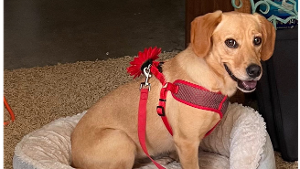 Lost Pet: Taffy