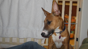 Lost Pet: Tilly