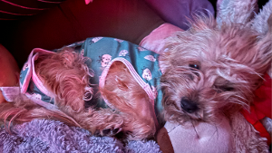 Lost Pet: Nala