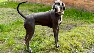 Lost Pet: Rosie