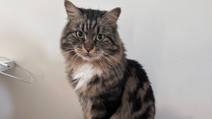 Lost Pet: Gato