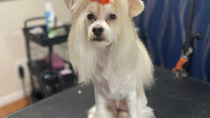 Lost Pet: Buffy
