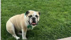 Lost Pet: Mr Big
