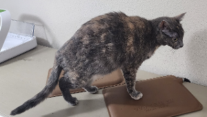 Lost Pet: Peaches