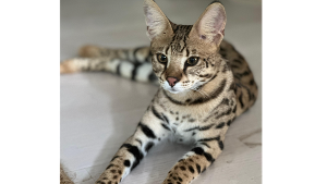 Lost Pet: Shanti