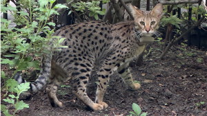 Lost Pet: Leopold