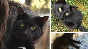 Lost Pet: Pukana Kai
