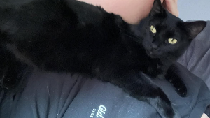 Lost Pet: Poppy