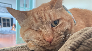 Lost Pet: Cashew