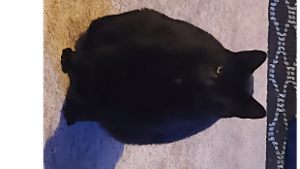 Lost Pet: Mynx