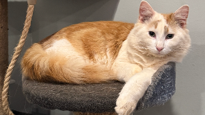 Lost Pet: Paul Anka