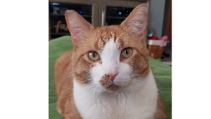 Lost Pet: Fritz