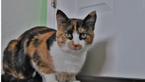 Lost Pet: Honey Biscotti