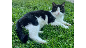 Lost Pet: Sylvester