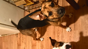 Lost Pet: Nova