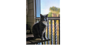 Lost Pet: Axl