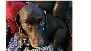 Lost Pet: Ginny