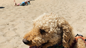 Lost Pet: Rusty