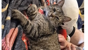 Lost Pet: Hades