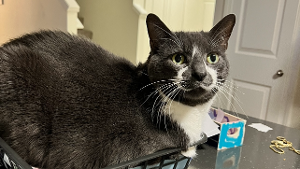 Lost Pet: Bernard