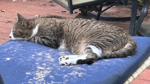 Lost Pet: Spicy Gilbert