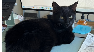 Lost Pet: Guillermo de la Cruz