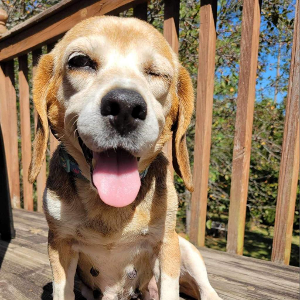 Lost Pet: Marshy (Dolly)