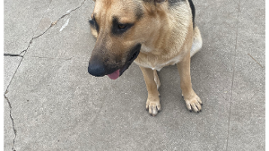 Lost Pet: Zeus