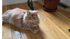 Lost Pet: Maisy