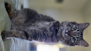 Lost Pet: Kit