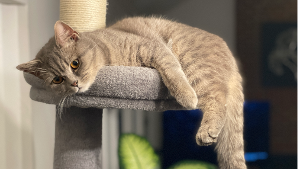 Lost Pet: Lulu