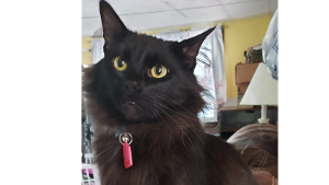 Lost Pet: Alex