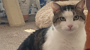Lost Pet: Mr Binx