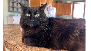 Lost Pet: Keedan