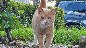 Lost Pet: Tony