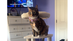 Lost Pet: Nala Anderson
