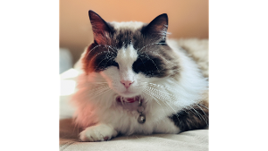 Lost Pet: Mazzy Star