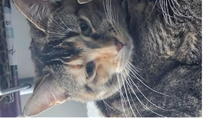 Lost Pet: Rapunzel