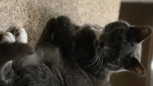 Lost Pet: Pebbles