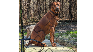 Lost Pet: Maverick Cumberland