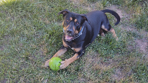 Lost Pet: Roscoe Beefbroth