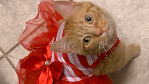 Lost Pet: Honey