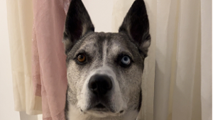 Lost Pet: Kilo