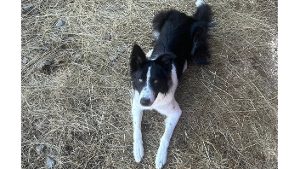 Lost Pet: Jake